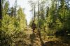 Woman with basket walking through Lapland while foraging
