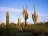 Backed by blue sky and surrounded by greenery, a person in a green shirt and white trousers stands between several large saguaro cacti in the Saguaro National Park, Tucson, Arizona, looking up at them