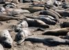 A group of elephant seals rests on the sandy beach at Piedras Blancas Elephant Seal Rookery.