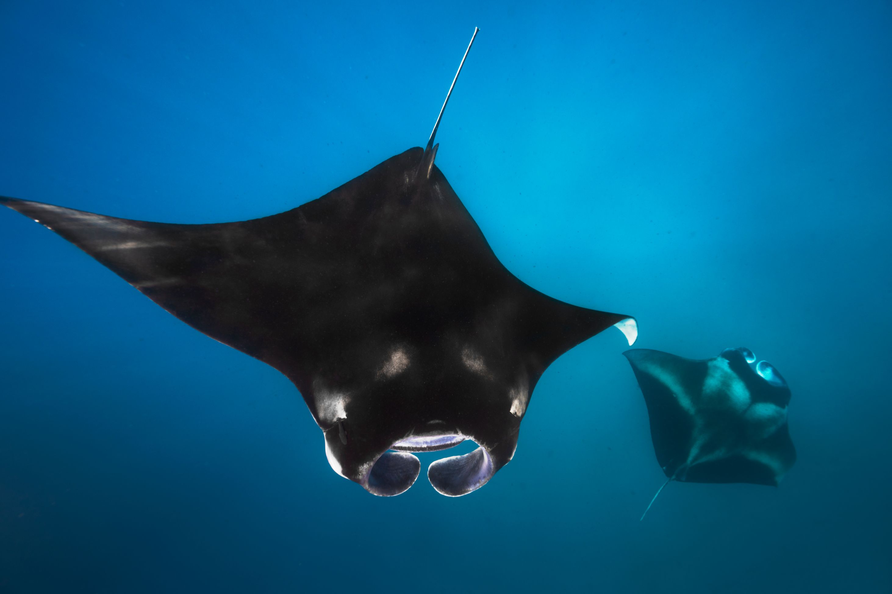 Manta rays off the coast of Hawaii
