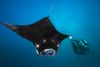 Manta rays off the coast of Hawaii