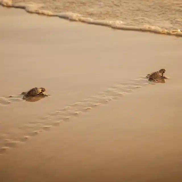 Baby turtles head for the sea