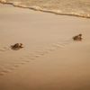 Baby turtles head for the sea