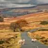 Sheep stand across the road at Sally Gap Drive in Wicklow National Park