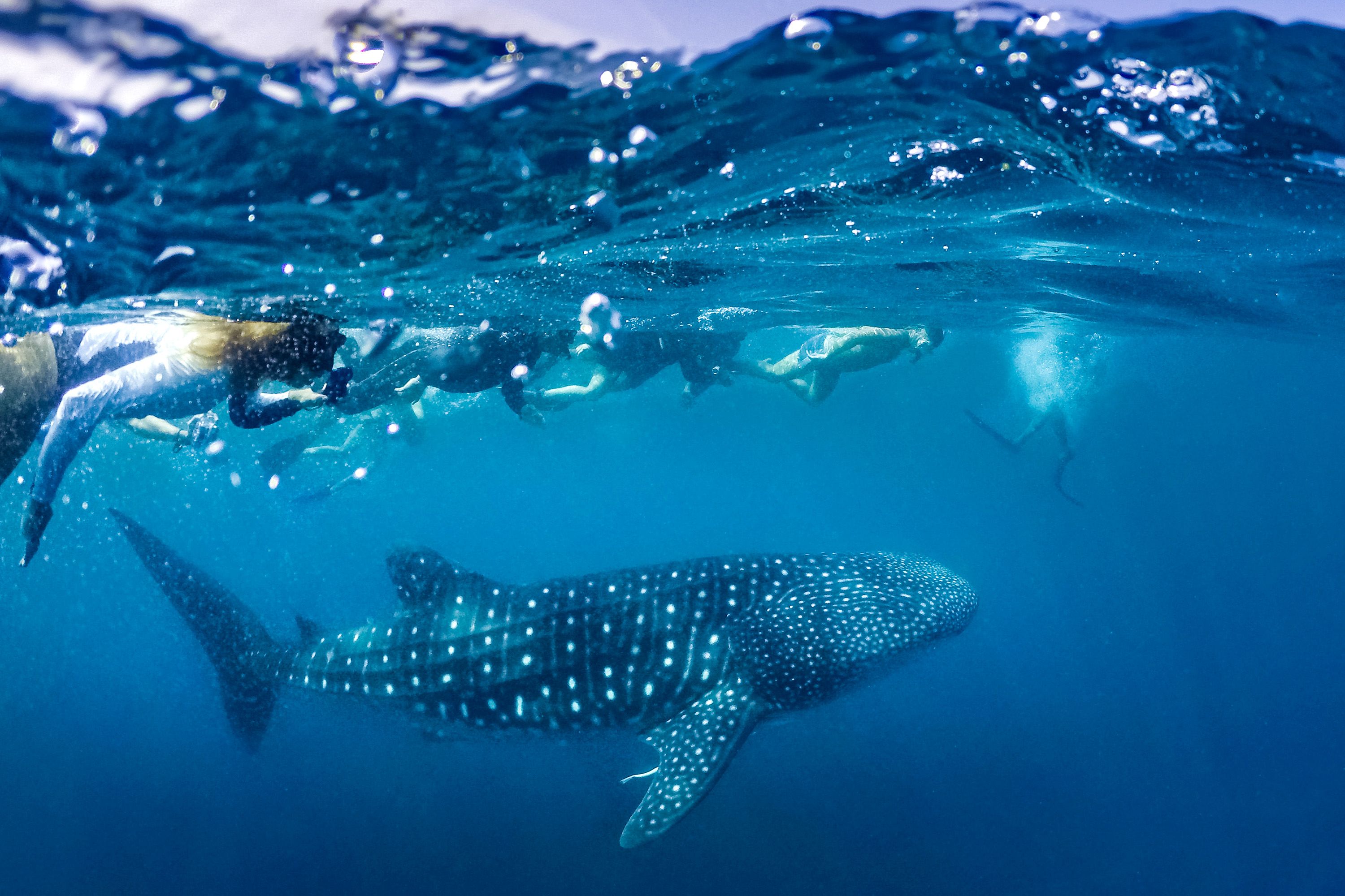 A whale shark swims under water with several snorkellers nearby.
