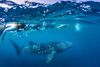 A whale shark swims under water with several snorkellers nearby.
