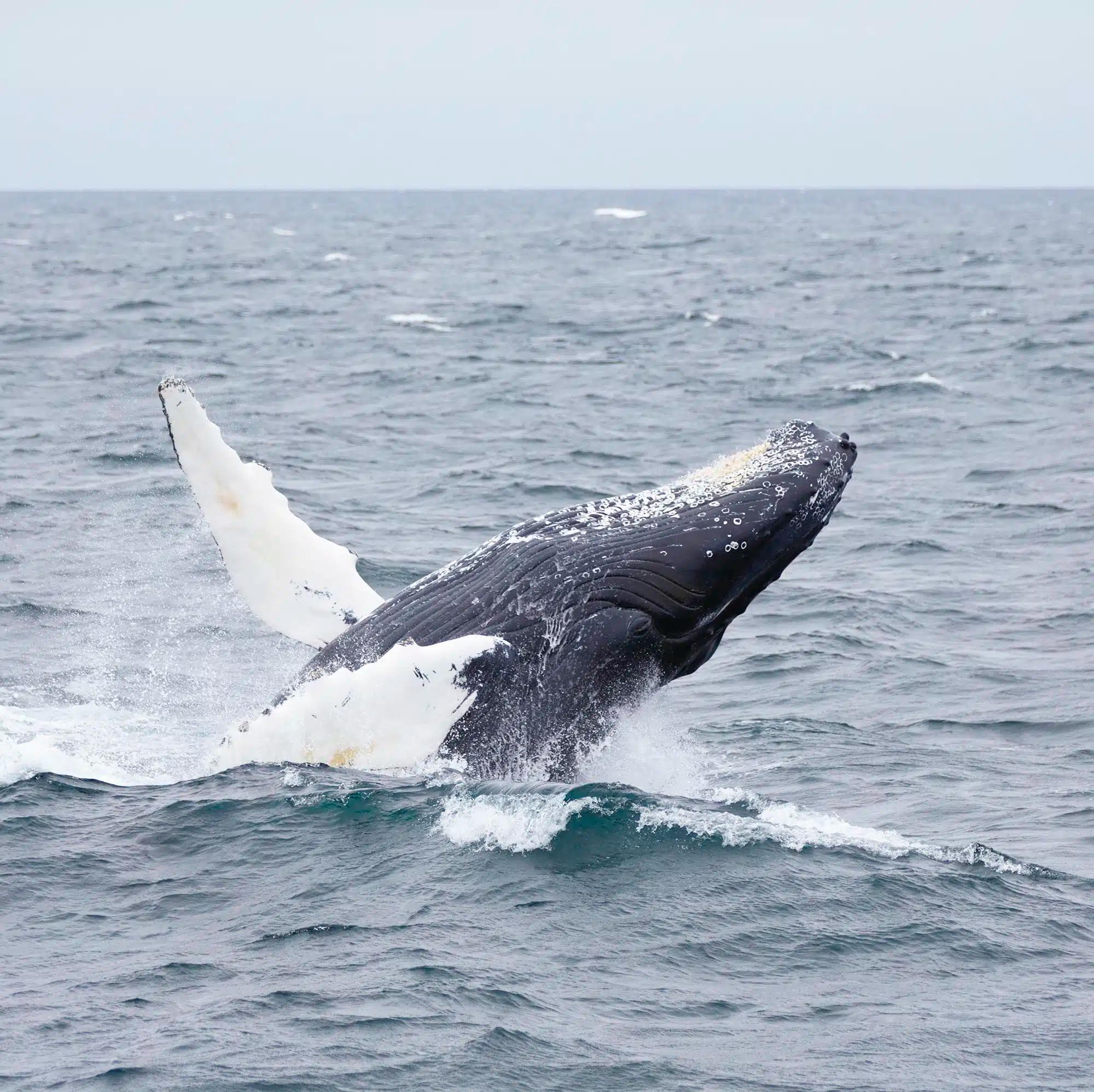 A whale breaching the water