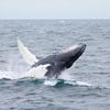 A whale breaching the water