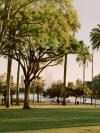 Trees surround Echo Park Lake in Los Angeles, California