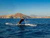 A whale's tail flaps above the surface of the sea with mountains in the background and blue skies overhead