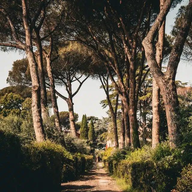 Tall trees frame the path of the Appian Way in Italy