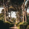Tall trees frame the path of the Appian Way in Italy