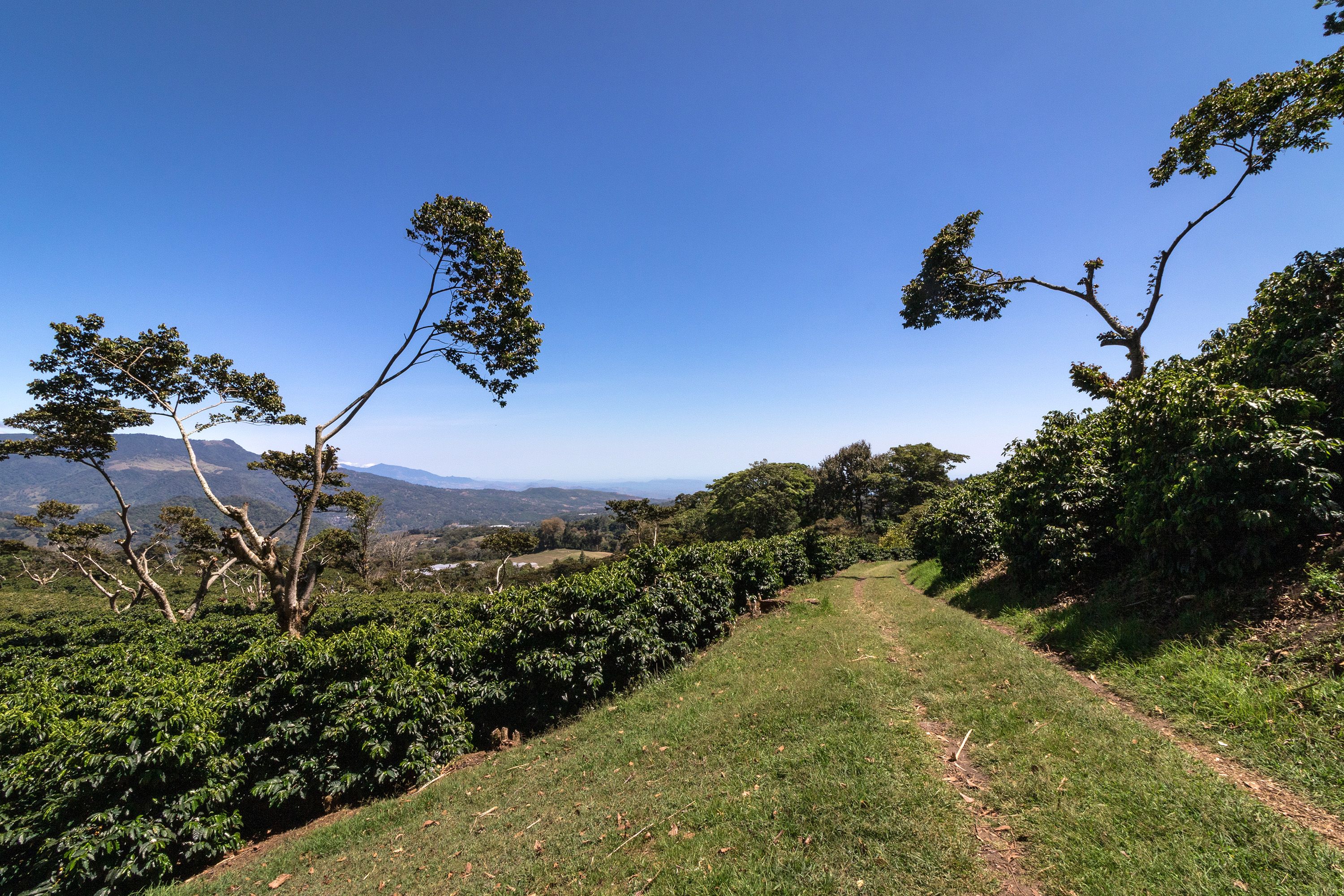 Gravel tyre tracks in green grass on a high peak surrounded by trees.