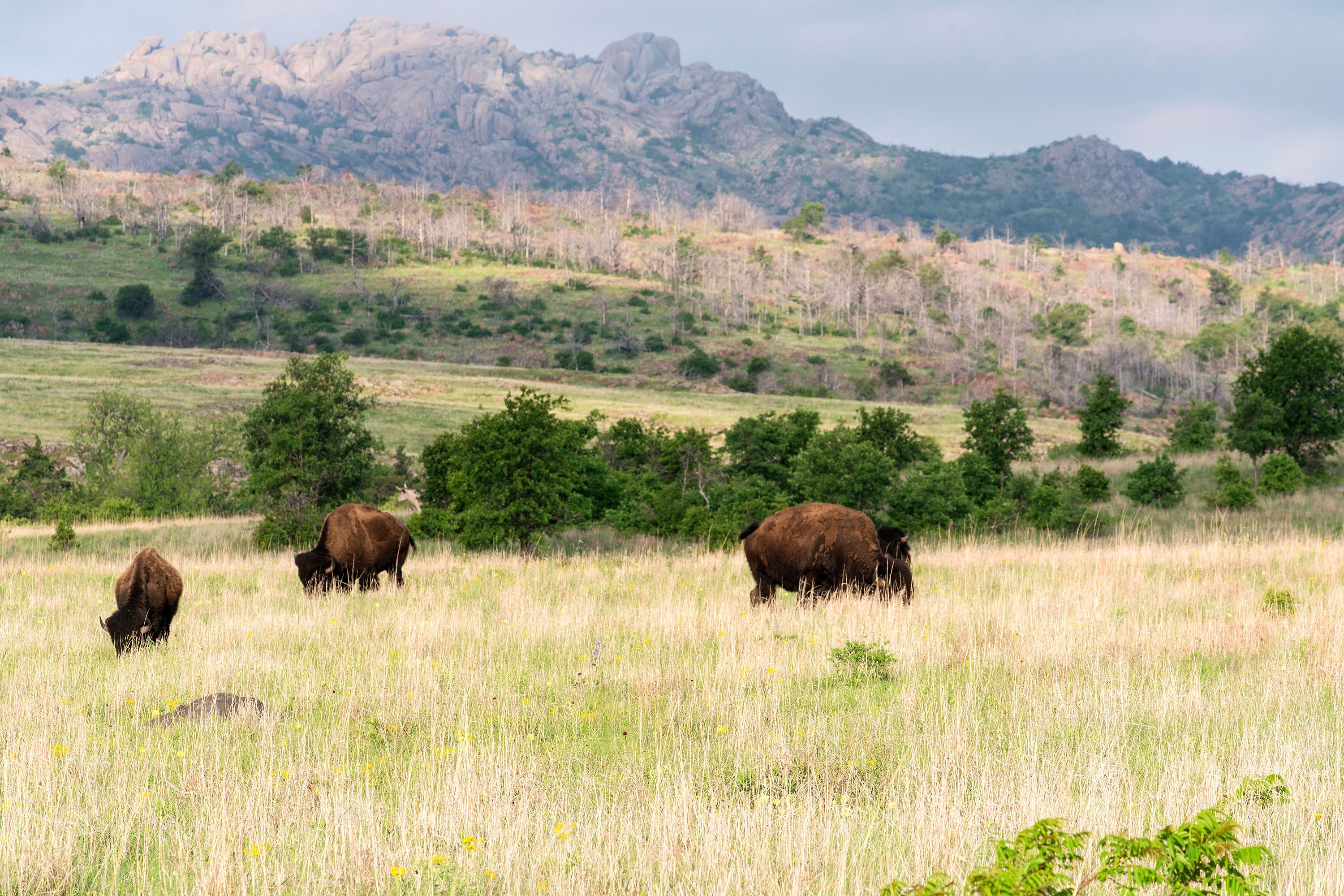 Bisons grazing on a grass plain.