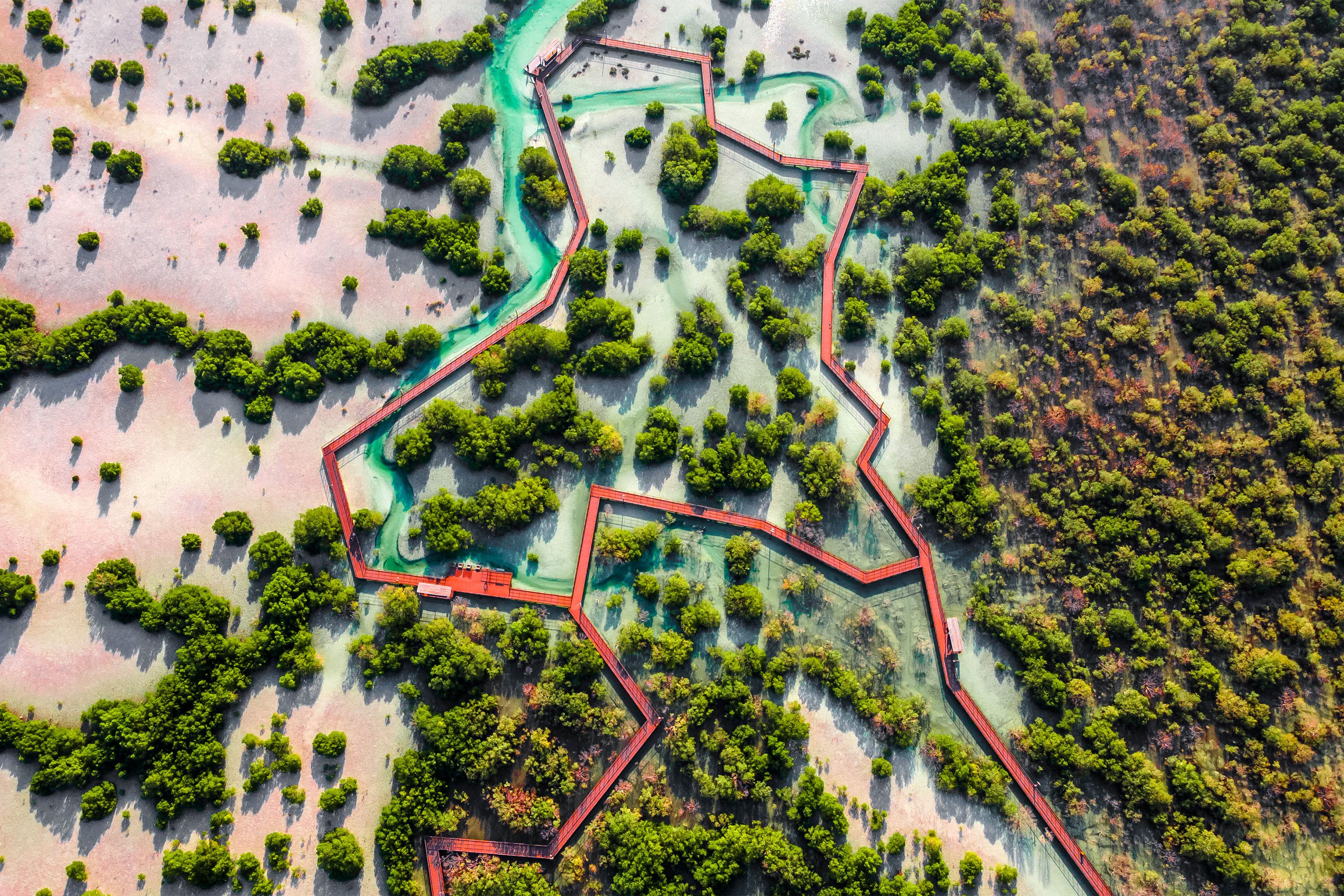 View of Jubail Mangrove Park in Abu Dhabi featuring a wooden walkway over calm water surrounded by dense green mangrove trees, with soft light filtering through the foliage.