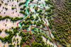 View of Jubail Mangrove Park in Abu Dhabi featuring a wooden walkway over calm water surrounded by dense green mangrove trees, with soft light filtering through the foliage.