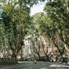Via Veneto's elegant architecture, with tall trees lining the road