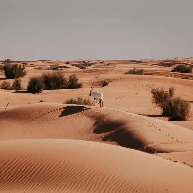 An Arabian oryx wanders the sand dunes in the Dubai Desert, United Arab Emirates