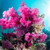Shallow-water soft pink corals lie just below the surface of the Red Sea