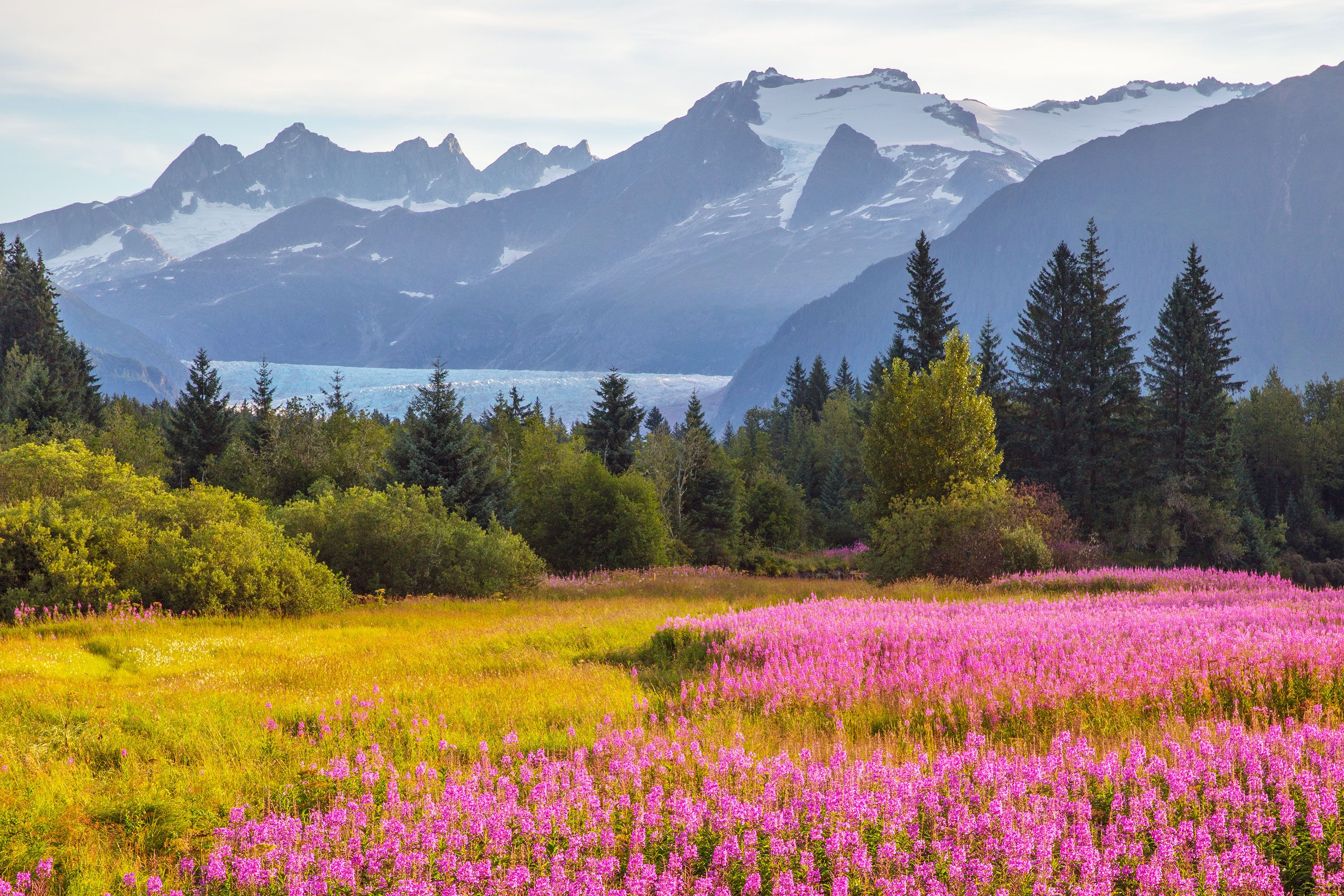 Vibrant pink wildflowers bloom in a valley beneath snow-capped mountains and evergreen forests.