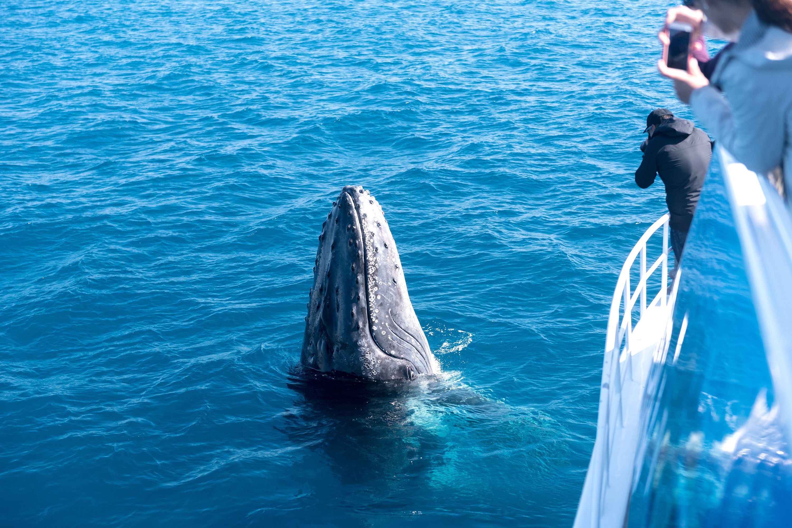 A humpback whale breeches out of the water near a boat with tourists.