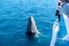 A humpback whale breeches out of the water near a boat with tourists.