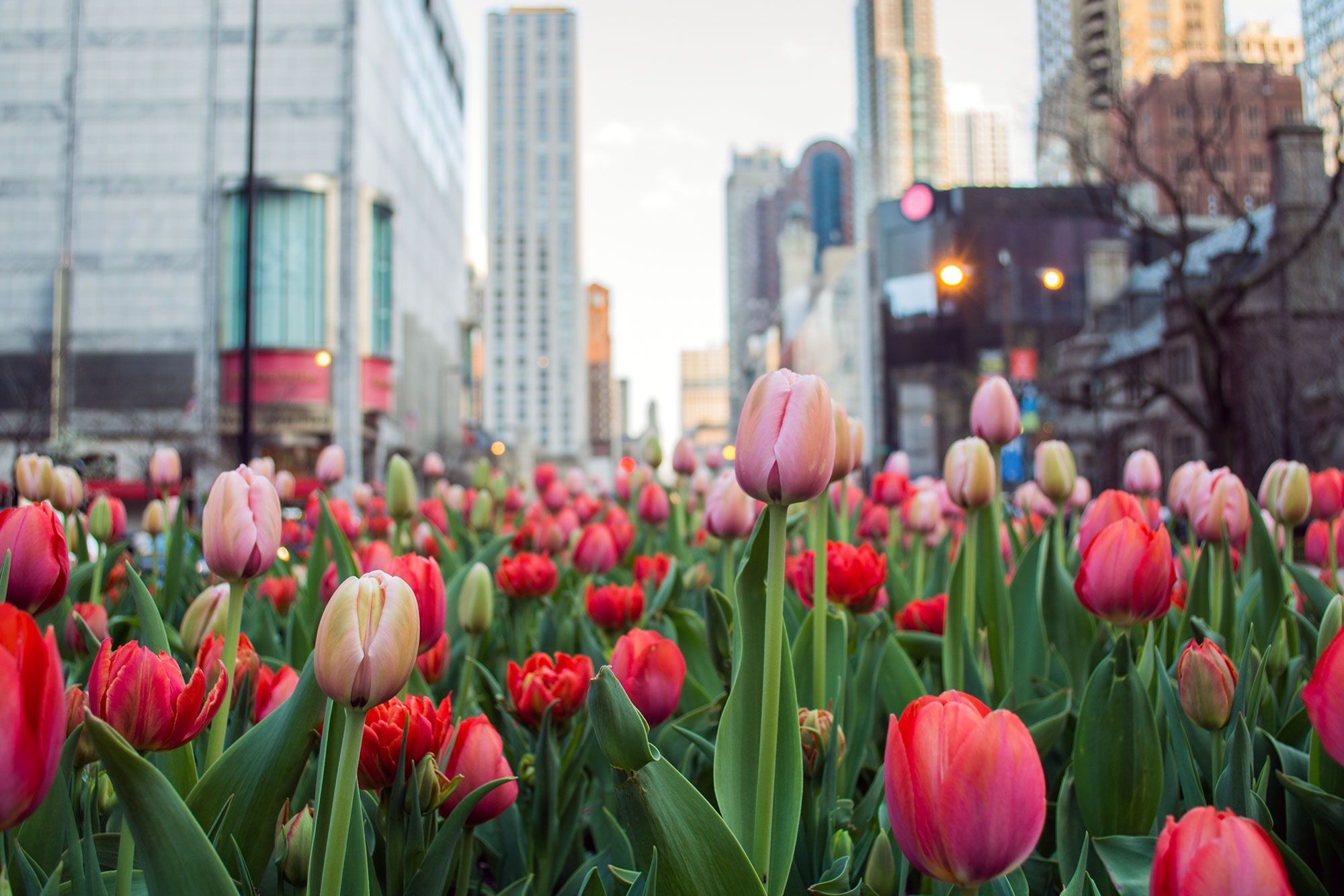 Tulips grow in planters on an avenue downtown a city.