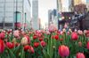 Tulips grow in planters on an avenue downtown a city.