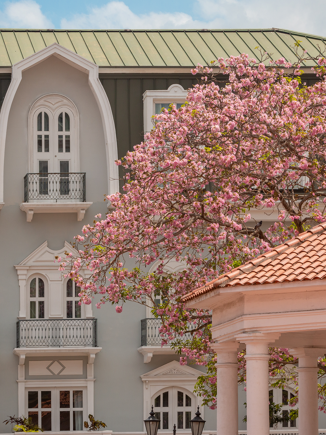 A building is seen behind a flowering pink tree and a pegola with an orange-tiled roof
