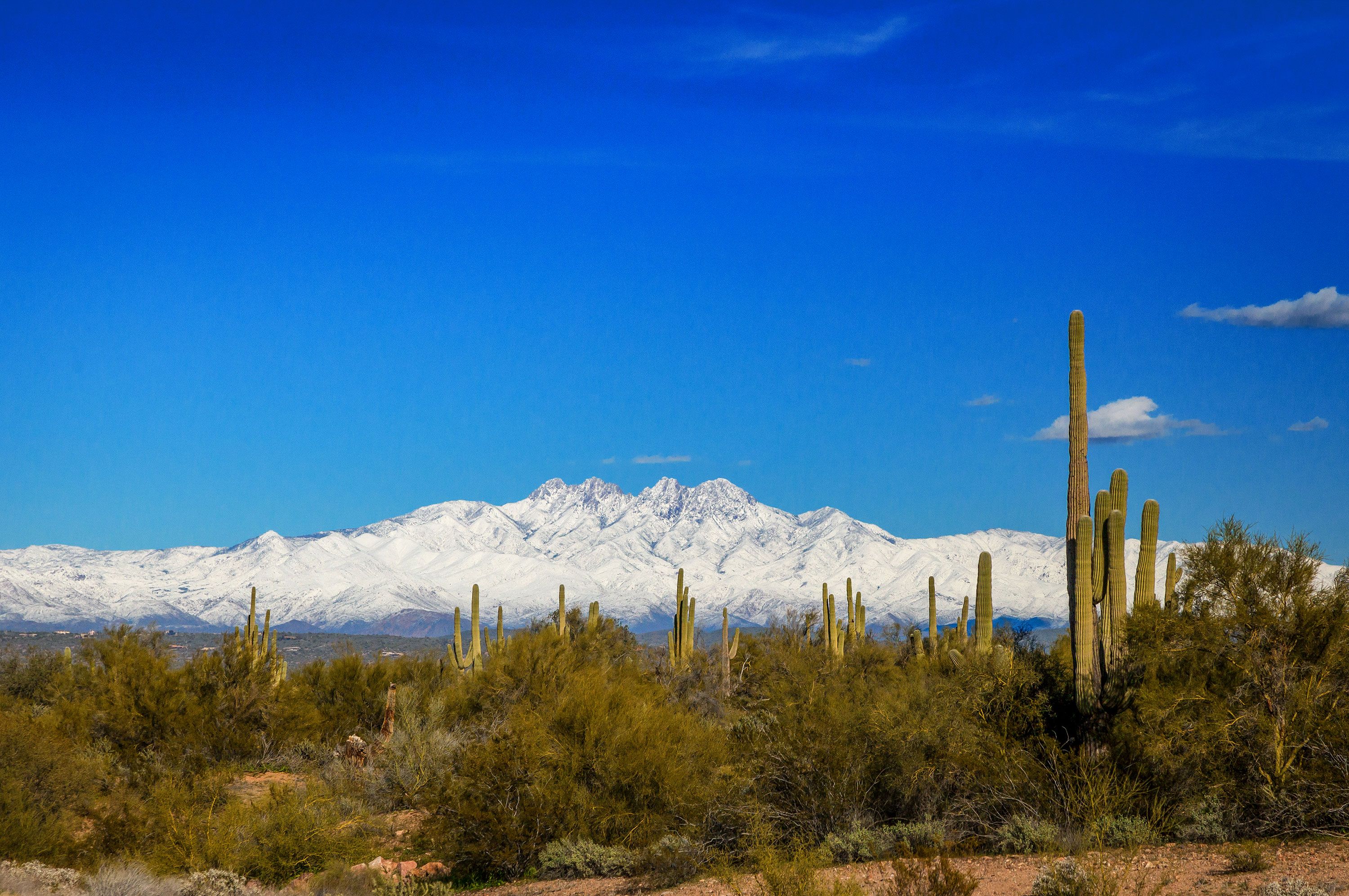 Desert shrub and cacti with snowy mountains in the distance under a blue sky.