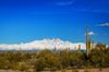Desert shrub and cacti with snowy mountains in the distance under a blue sky.