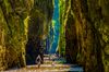 A group of hikers walking through the narrow, green-vegetated Oneonta Gorge with steep rocky walls and the Columbia River Gorge landscape in the background.
