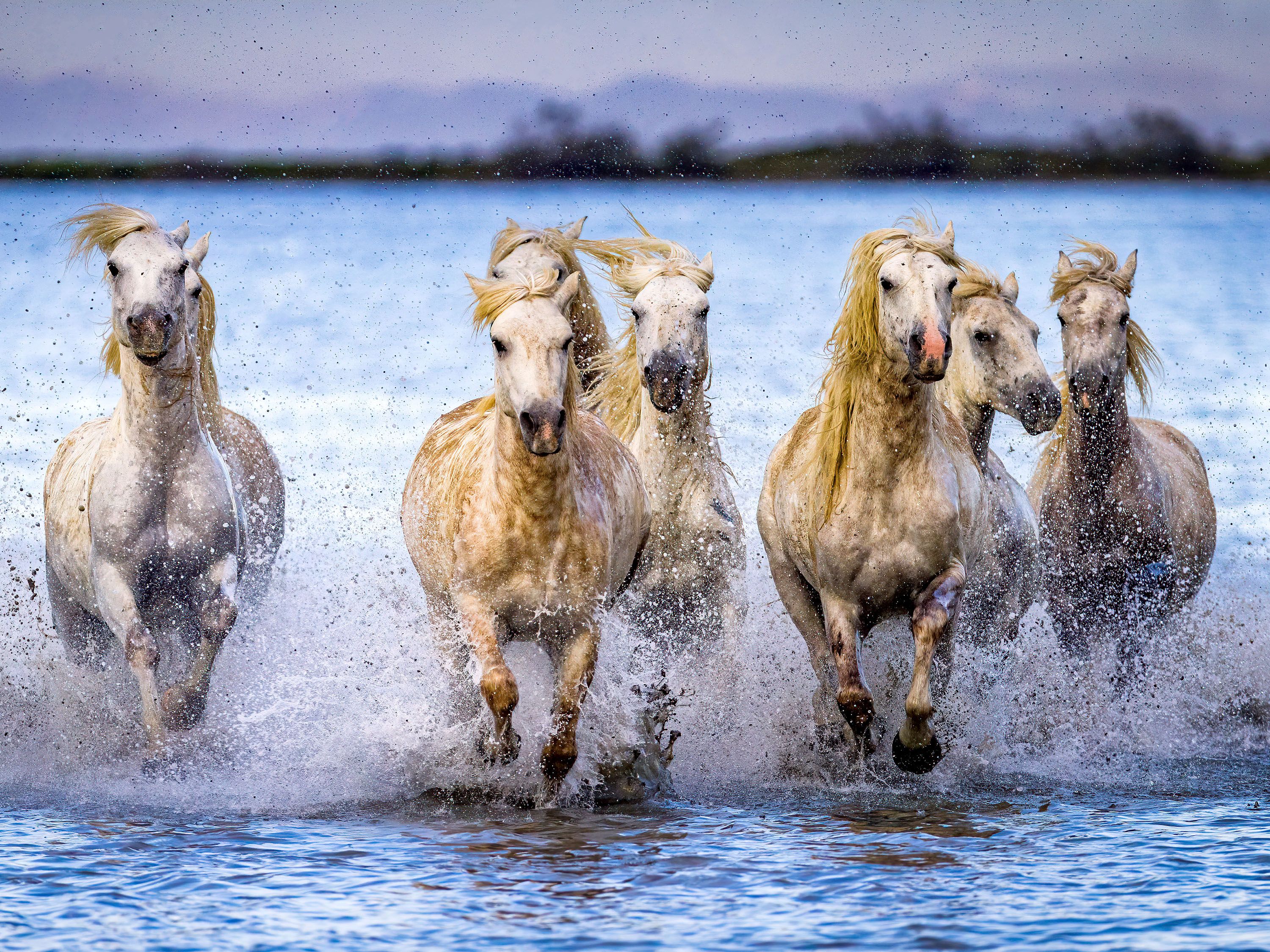 Wild white horses run through water.