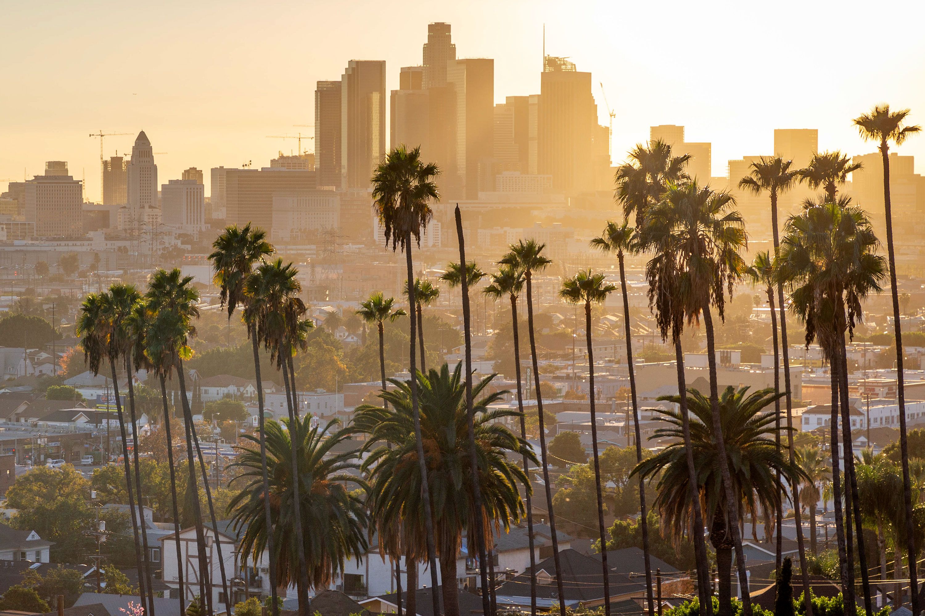 A sunset view of palm trees and a city skyline.
