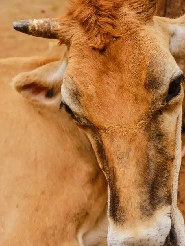 Close-up of a horned brown cow