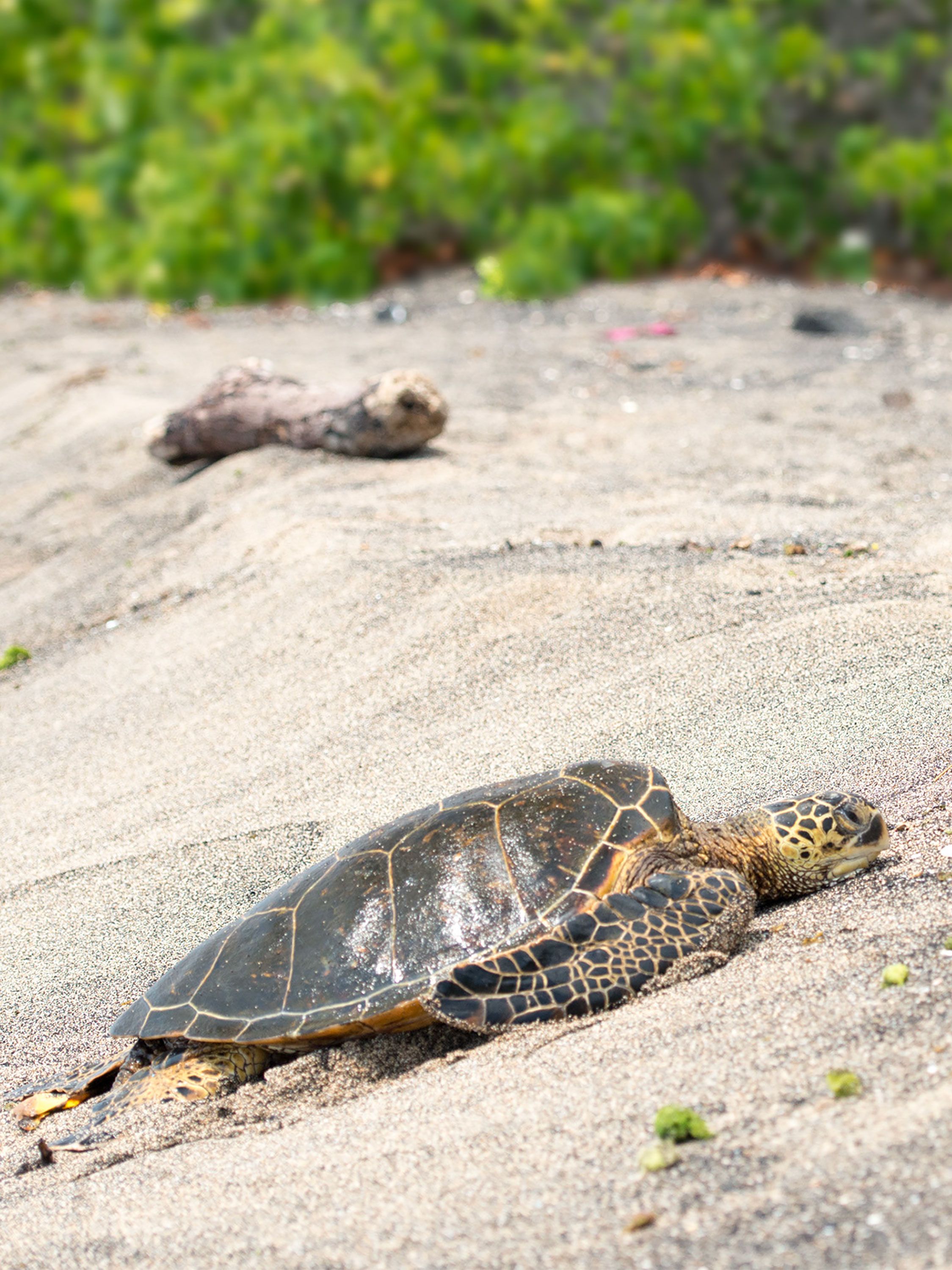 A sea turtle rests on sandy beach, shell glistening in sunlight.