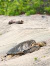 A sea turtle rests on sandy beach, shell glistening in sunlight.