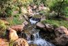 A flowing stream lined by large rocks around sunset with lush trees and plants in a garden.