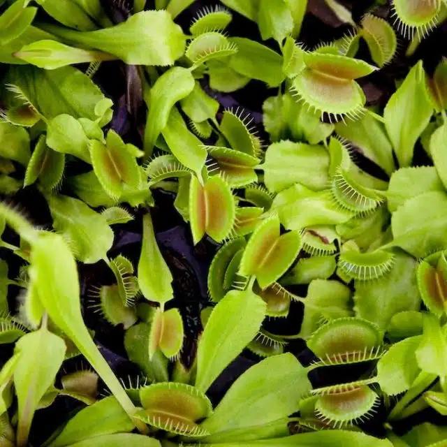A close up of venus flytraps