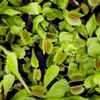 A close up of venus flytraps
