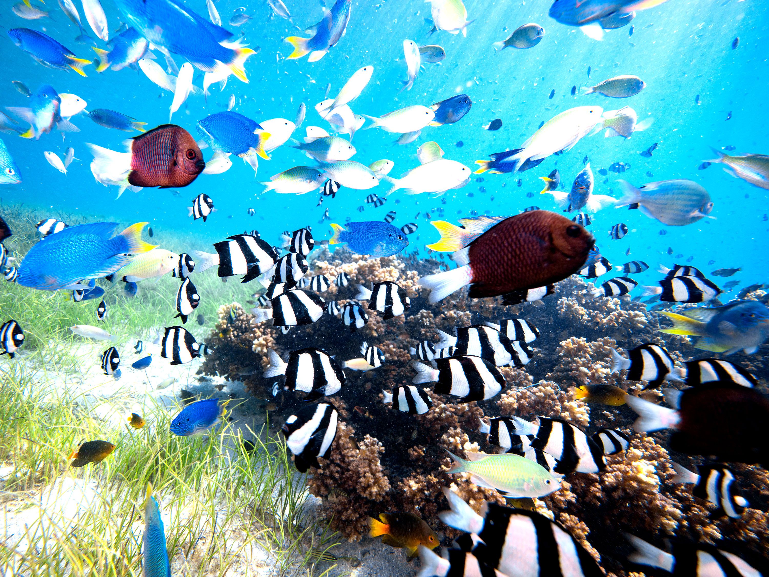 Underwater with black and white striped fish and other tropical fish.