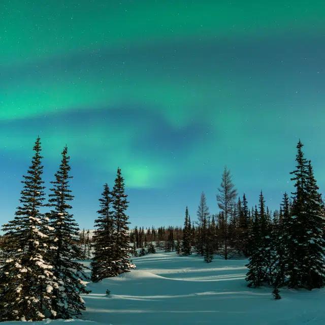 Blue and green northern lights fill the night sky over snow-covered, tree-lined terrain in Canada