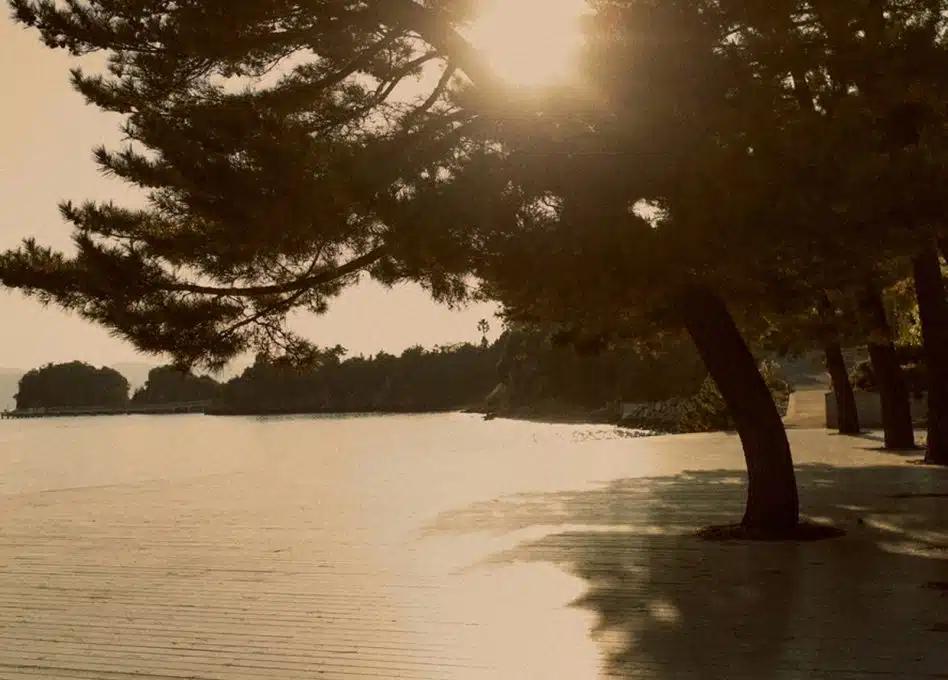 Sun shines through the branches of a tree on the beach on Naoshima Island in Japan