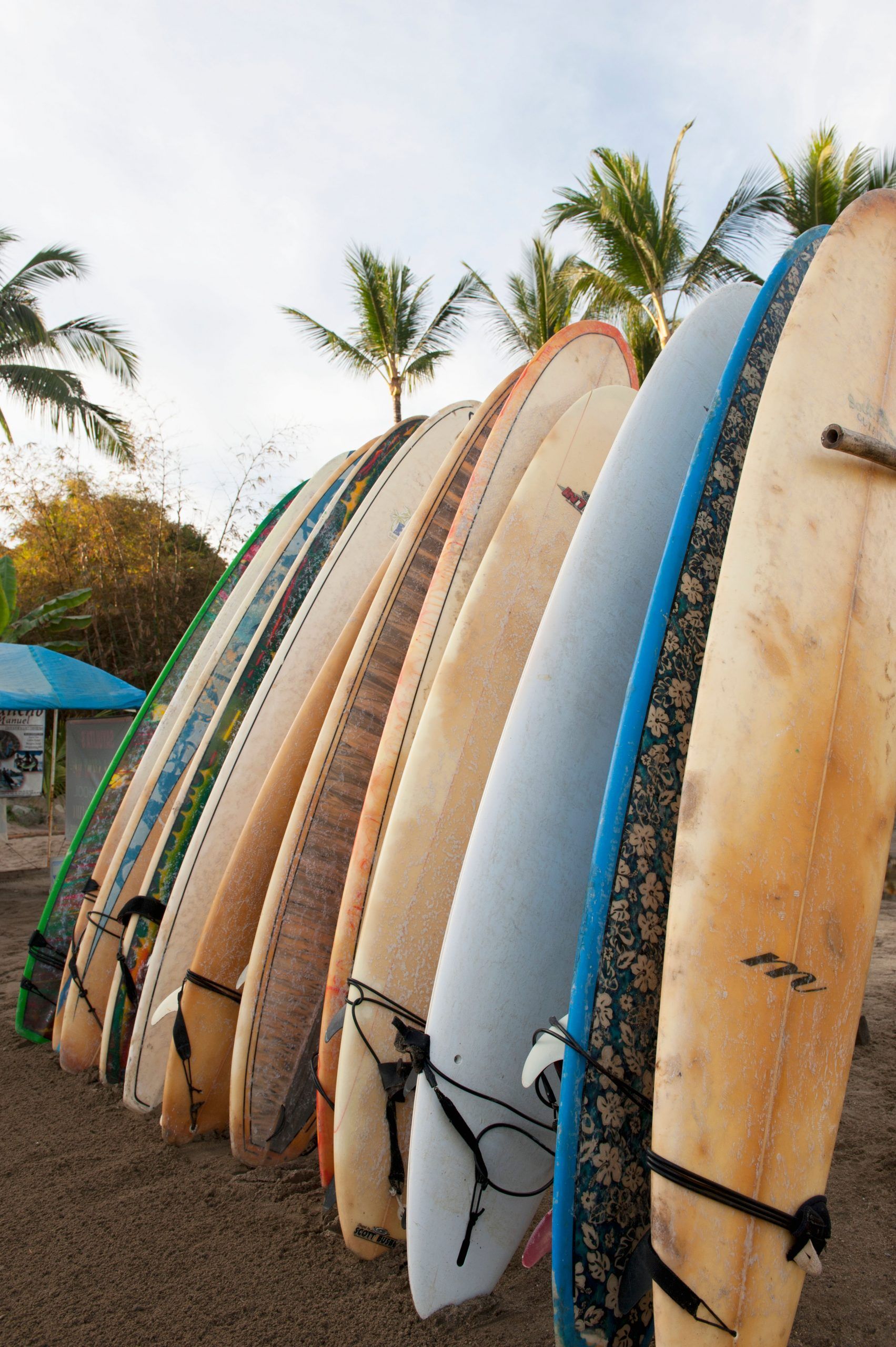 A row of surfboards standing up in a row on the beach with palm trees in the background