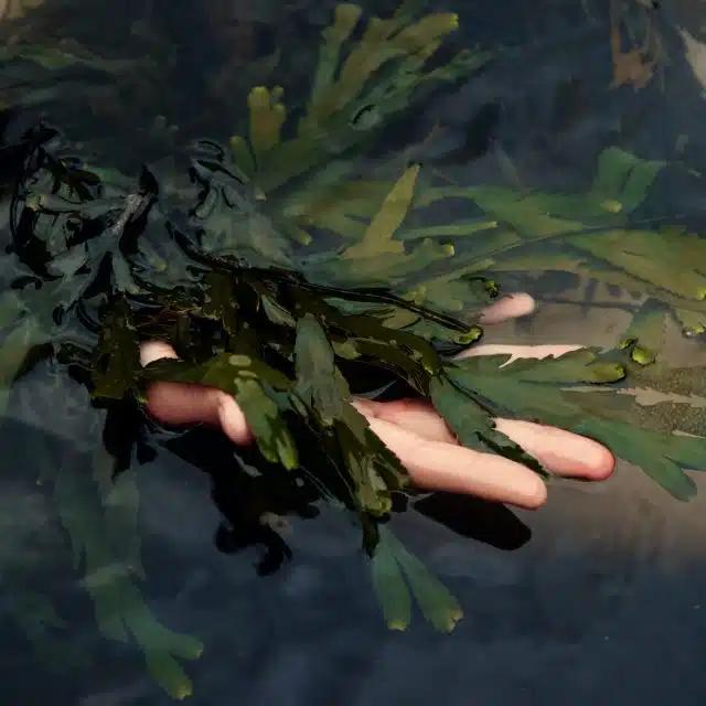 A hand holds a bunch of dark-green seaweed pulled from the iodine-rich waters; it's said to have detoxifying properties