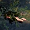 A hand holds a bunch of dark-green seaweed pulled from the iodine-rich waters; it's said to have detoxifying properties