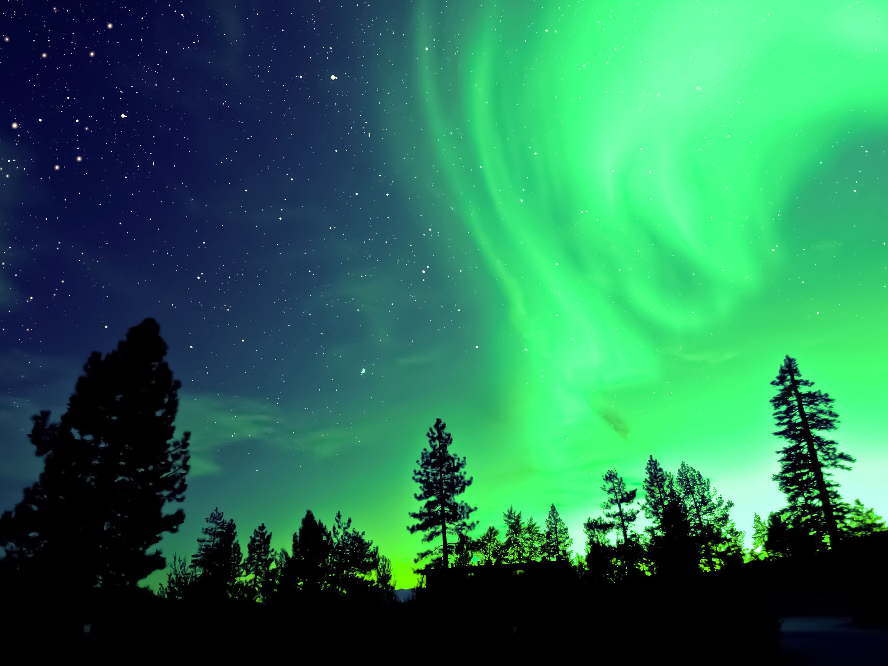 The sky is filled with stars and green and purple swirly lights with trees in silhouette.