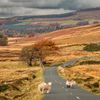 Sheep stand across the road at Sally Gap Drive in Wicklow National Park
