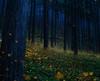 Japanese fireflies light up the forest floor at night