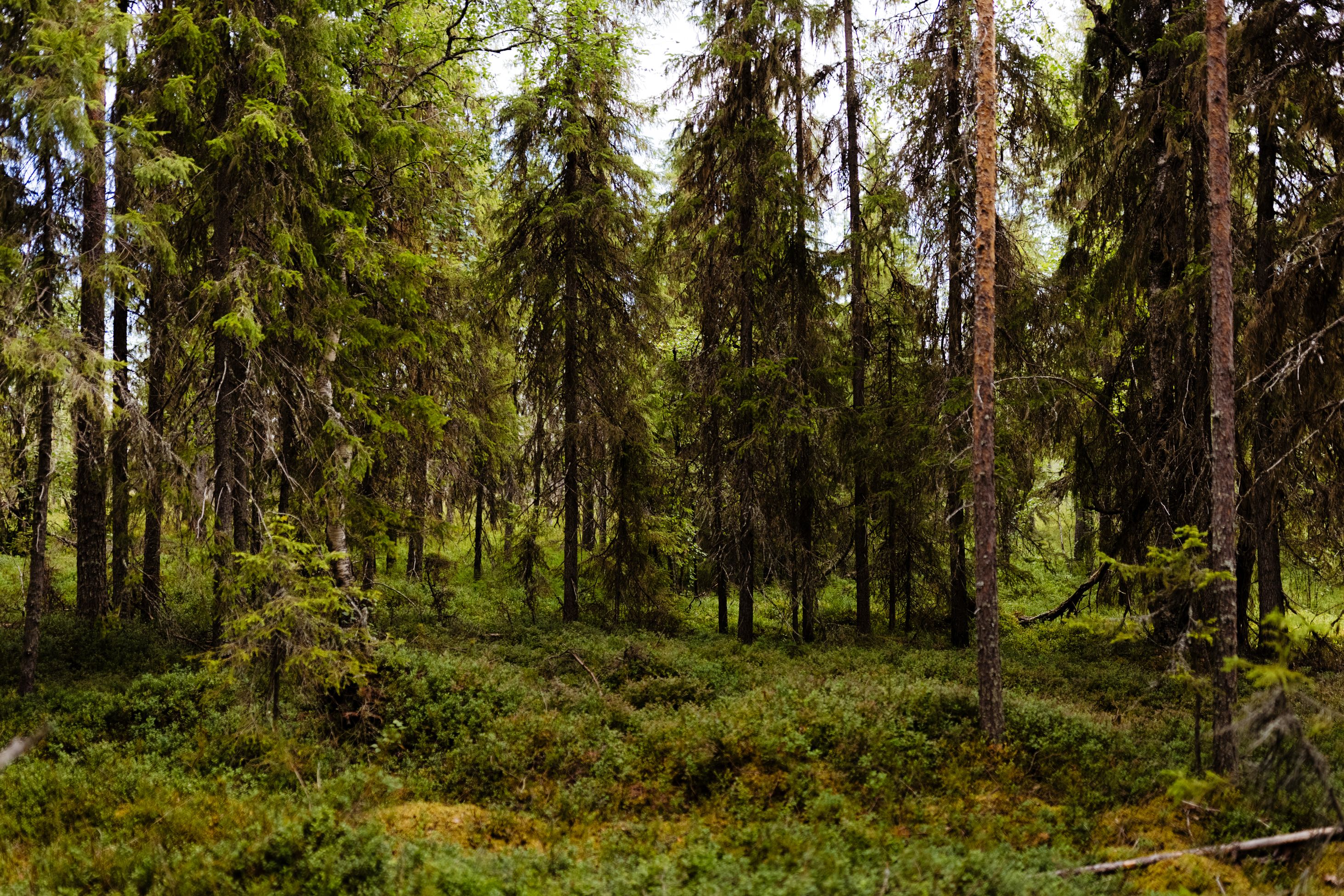 The forest in the summer in Lapland, Finland